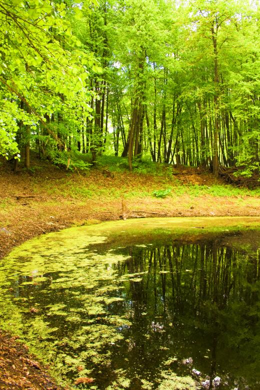 Free stock image of scene in the forest created by 2happy