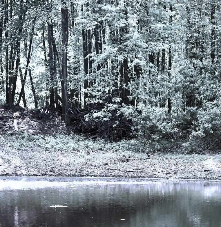 Free stock image of scene in the forest created by 2happy