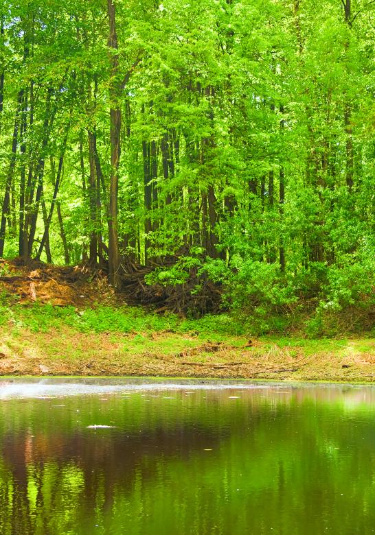 Free stock image of scene in the forest created by 2happy