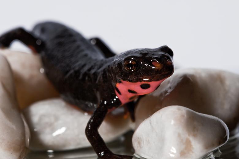 Free stock image of Fire Belly created by Bjorgvin