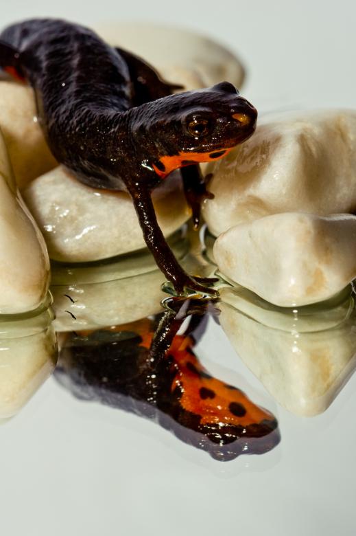 Free stock image of Fire Belly created by Bjorgvin