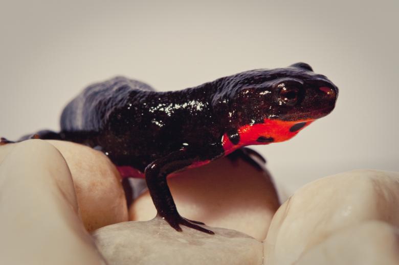 Free stock image of Fire Belly created by Bjorgvin