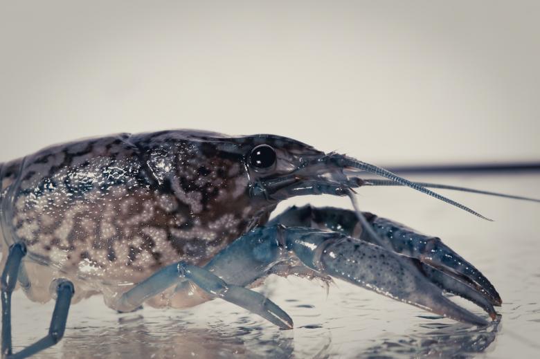 Free stock image of Crayfish created by Bjorgvin