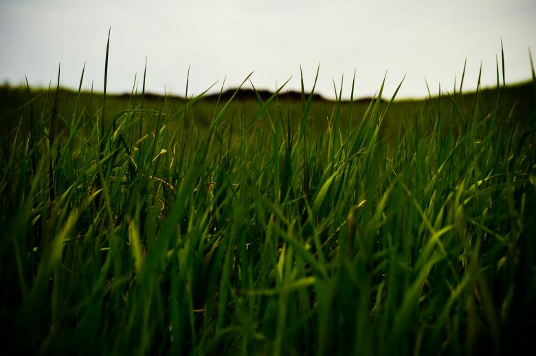 Free stock image of Grass Field created by Bjorgvin