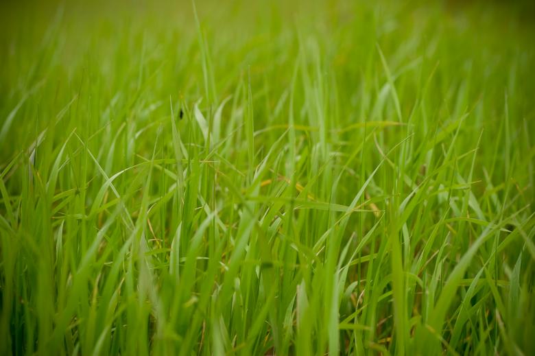 Free stock image of Green Grass Field created by Bjorgvin