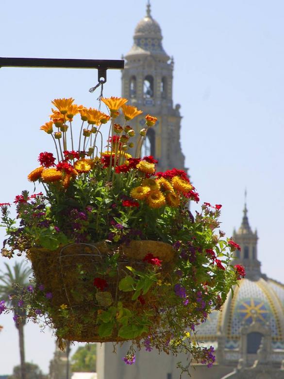 Free stock image of Flower pot created by gilmartin owen
