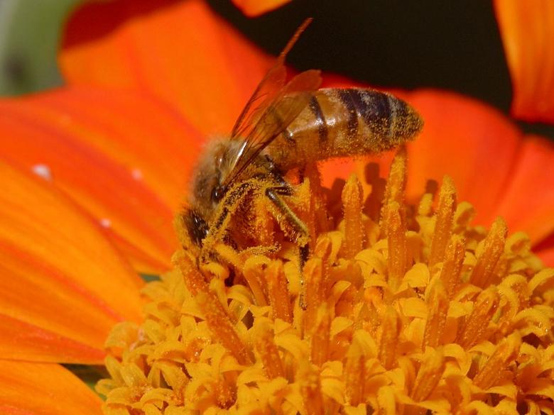 Free stock image of Bee created by gilmartin owen