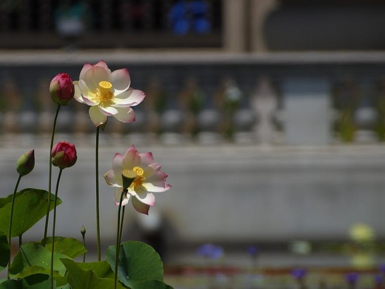 Free stock image of White flowers created by gilmartin owen