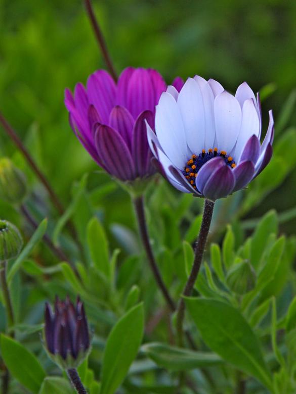 Free stock image of Purple and white created by gilmartin owen