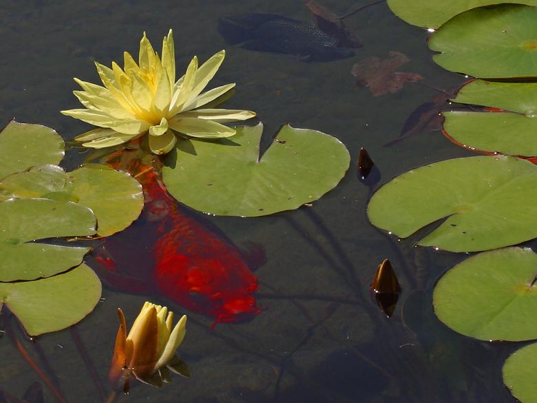 Free stock image of Pond with Koifish created by gilmartin owen