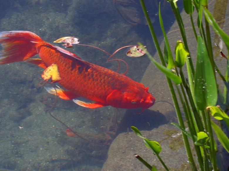 Free stock image of Red Koi Fish created by gilmartin owen