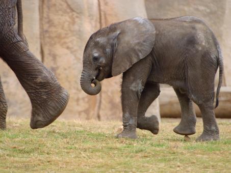 Small elephant - Free Stock Photo