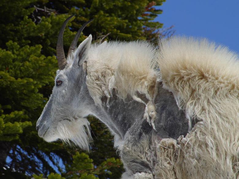 Free stock image of Mountain Goat created by gilmartin owen