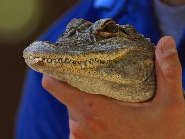 Free stock image of Gator head created by gilmartin owen
