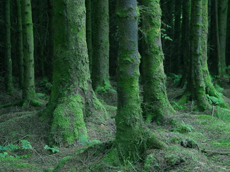 Free stock image of Woods created by gilmartin owen