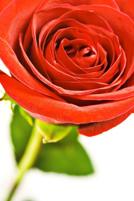 Free stock image of Red rose  created by 2happy