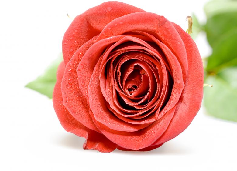Free stock image of Red rose  created by 2happy