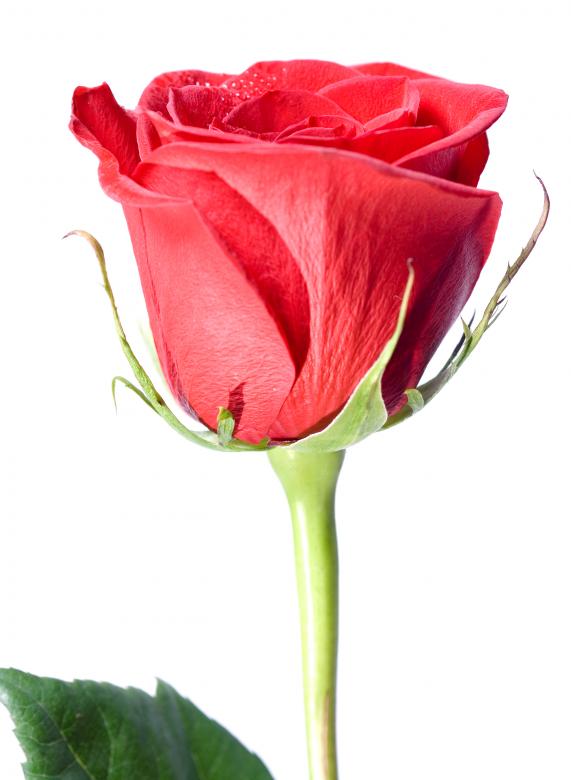 Free stock image of Red rose  created by 2happy