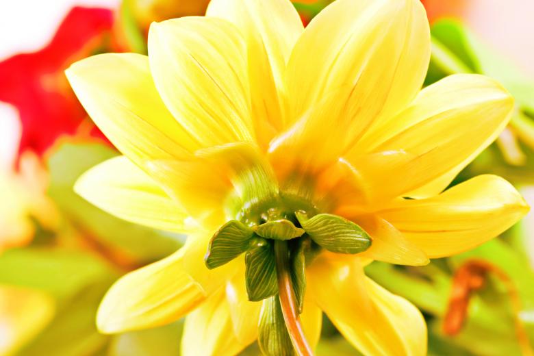 Free stock image of Large Yellow Flower Backside created by 2happy
