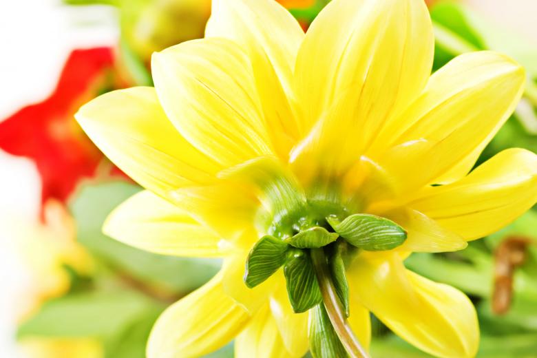 Free stock image of flower created by 2happy