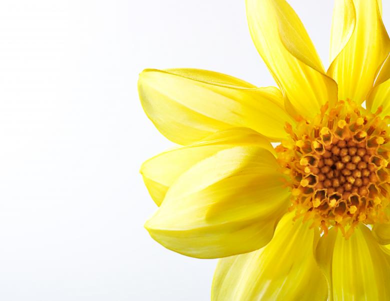 Free stock image of Yellow Beautiful Flower created by 2happy