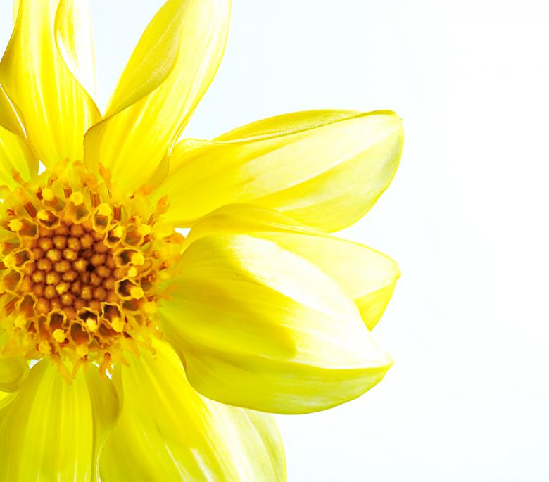 Free stock image of flower created by 2happy