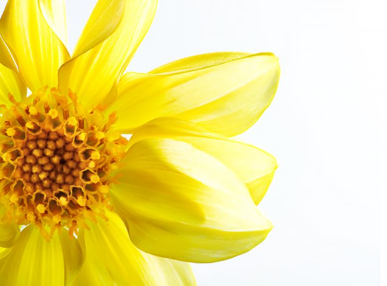Free stock image of Yellow Flower on White - Closeup created by 2happy