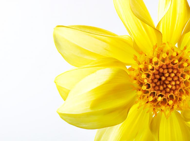 Free stock image of Yellow Flower created by 2happy