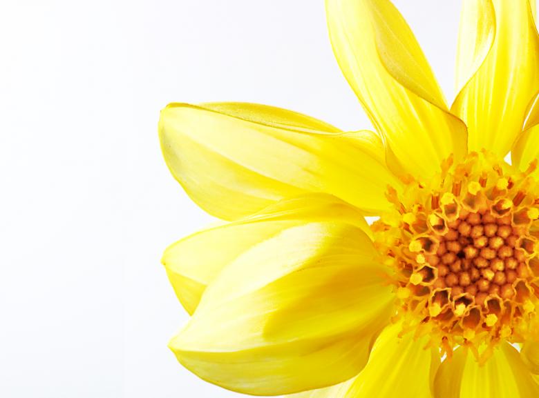 Free stock image of Yellow Flower Closeup created by 2happy
