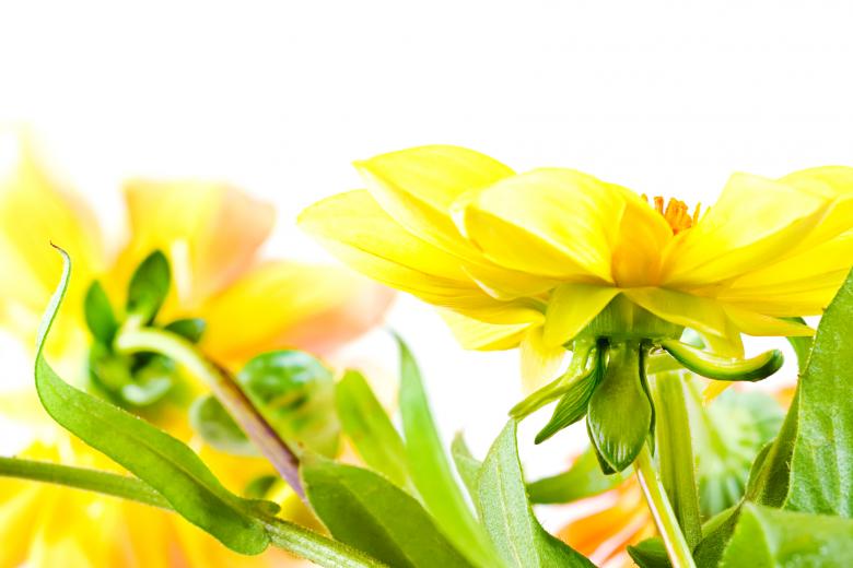 Free stock image of flowers created by 2happy