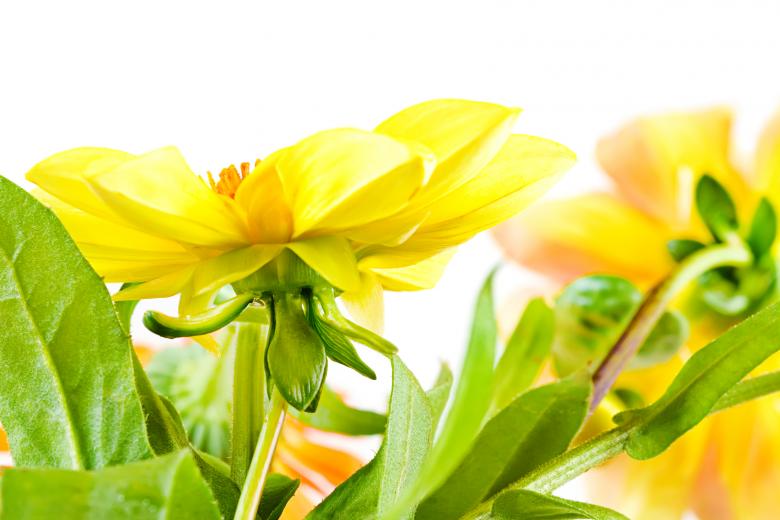 Free stock image of flowers created by 2happy
