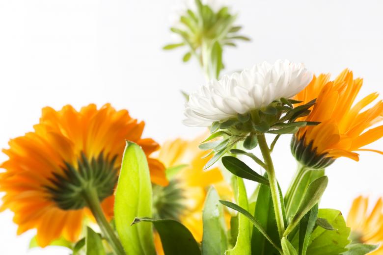 Free stock image of flowers created by 2happy