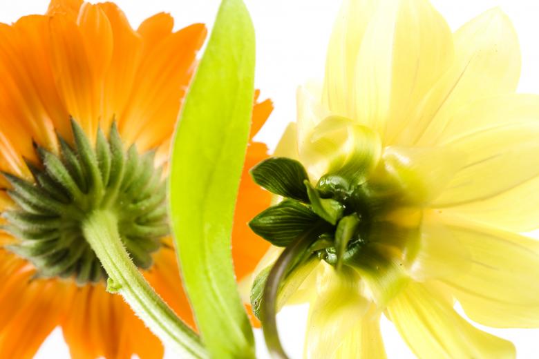 Free stock image of flowers created by 2happy