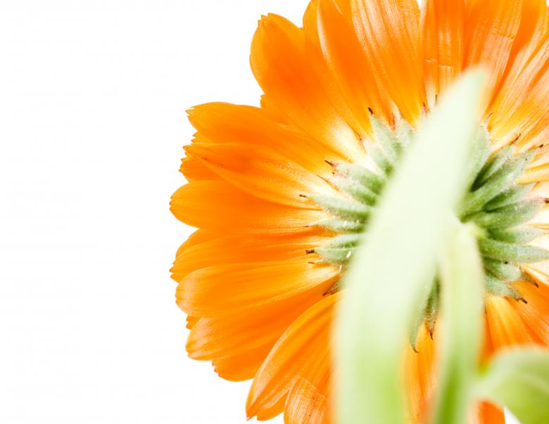 Free stock image of flower created by 2happy