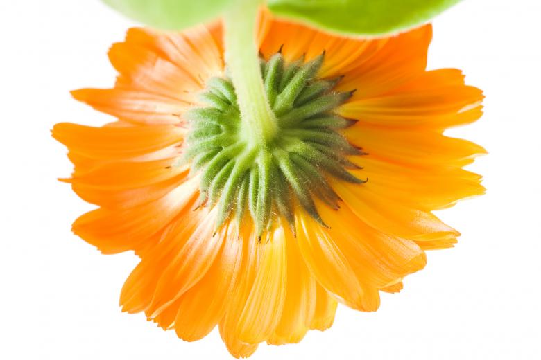 Free stock image of Orange Flower Bottom created by 2happy