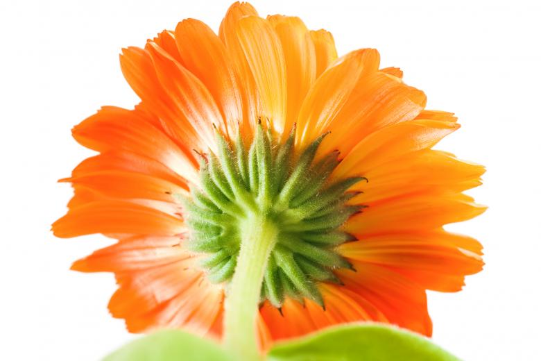 Free stock image of flower created by 2happy