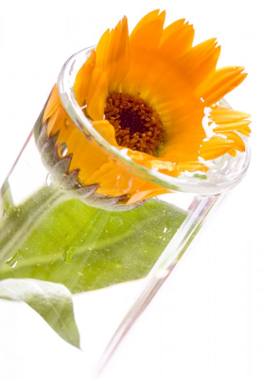 Free stock image of Orange Flower in Glass Tube created by 2happy