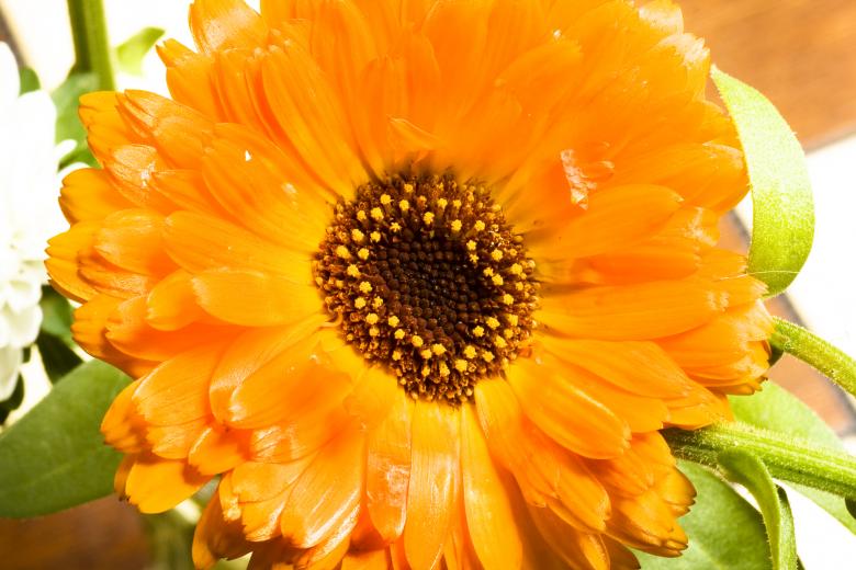 Free stock image of flower created by 2happy