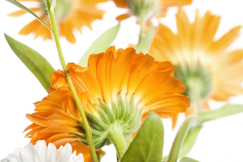 Free stock image of flowers created by 2happy