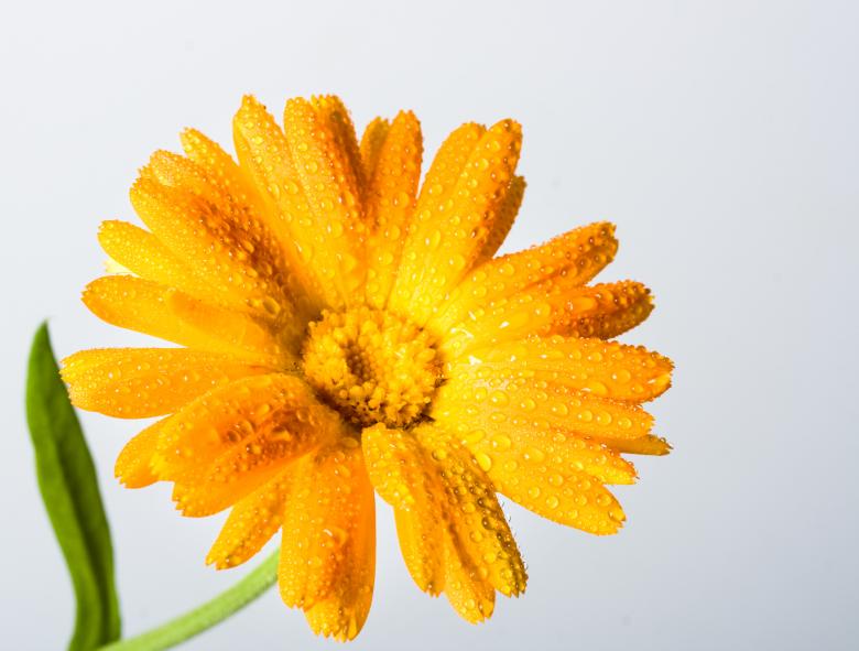 Free stock image of flower created by 2happy
