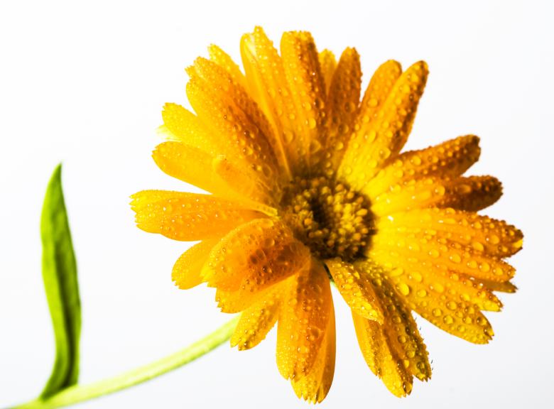 Free stock image of flower created by 2happy