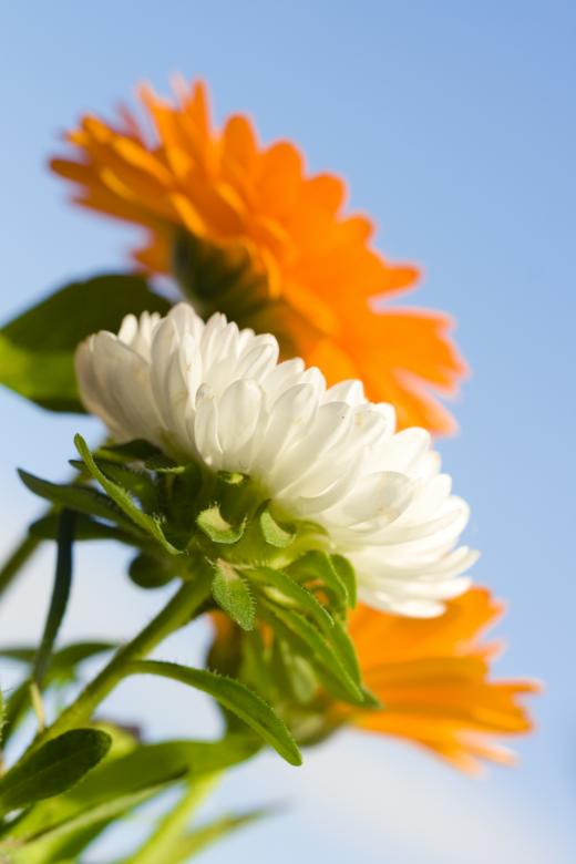 Free stock image of flowers created by 2happy