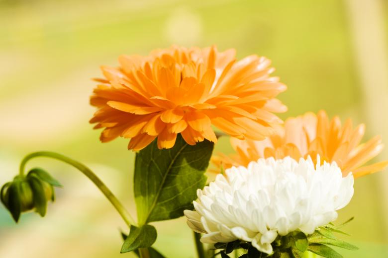Free stock image of beautiful flowers created by 2happy