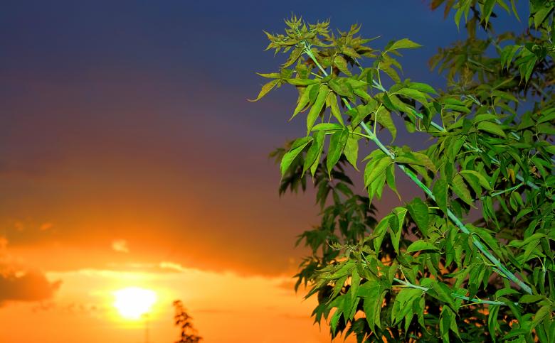 Free stock image of Sunset tree  created by 2happy