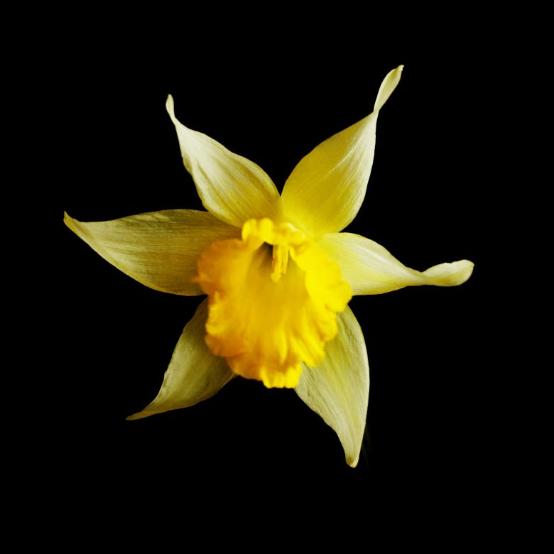 Free stock image of flower created by 2happy
