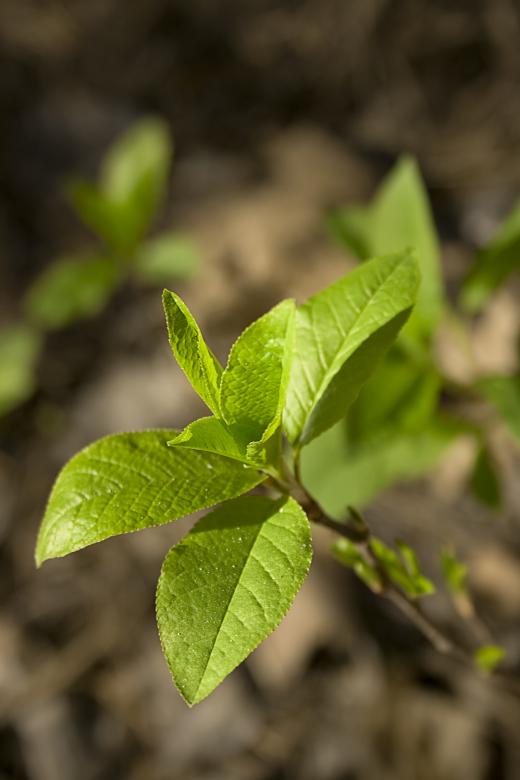 Free stock image of leaves  created by 2happy
