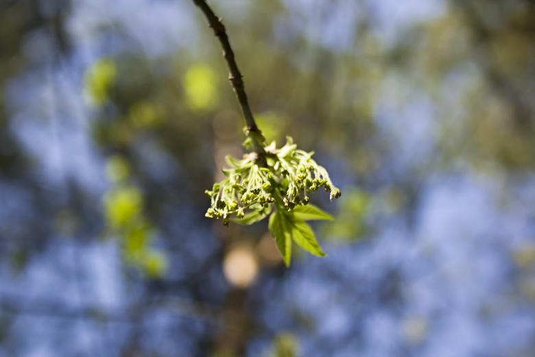 Free stock image of leaves  created by 2happy