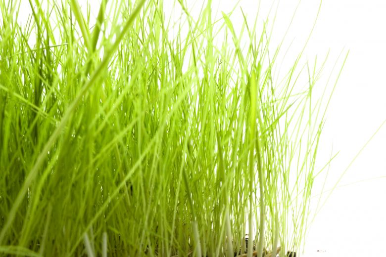 Free stock image of Tall Grass on White created by 2happy