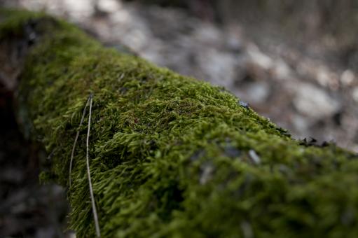 Green Moss - Free Stock Photo