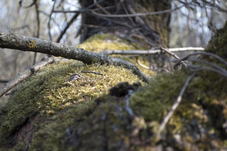 Free stock image of Dead tree created by Berdnik Oleksander